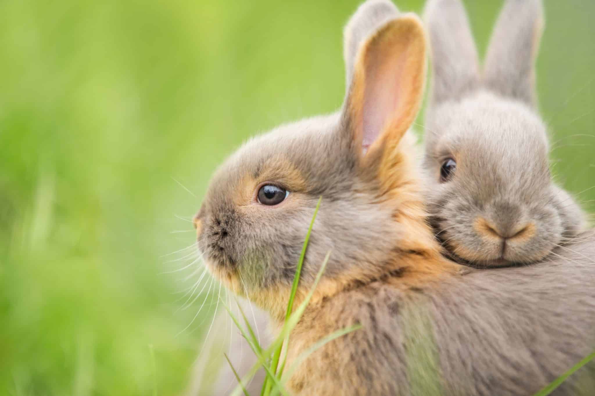 Kleine Haustiere für Kinder ab 6 Jahren: Diese Kleintiere eignen sich
