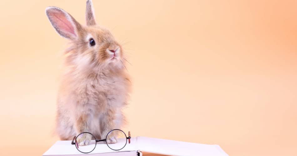 Ein Hase sitzt auf einem aufgeklappten Buch.