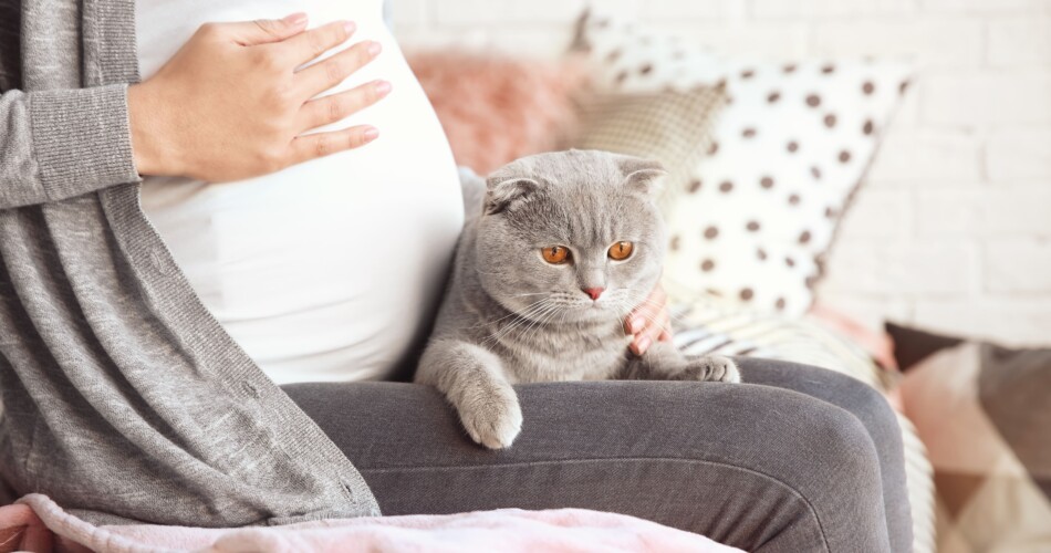 Auf dem Schoß einer Schwangeren Frau sitzt eine Katze, potenziell mit Toxoplasmose Parasiten