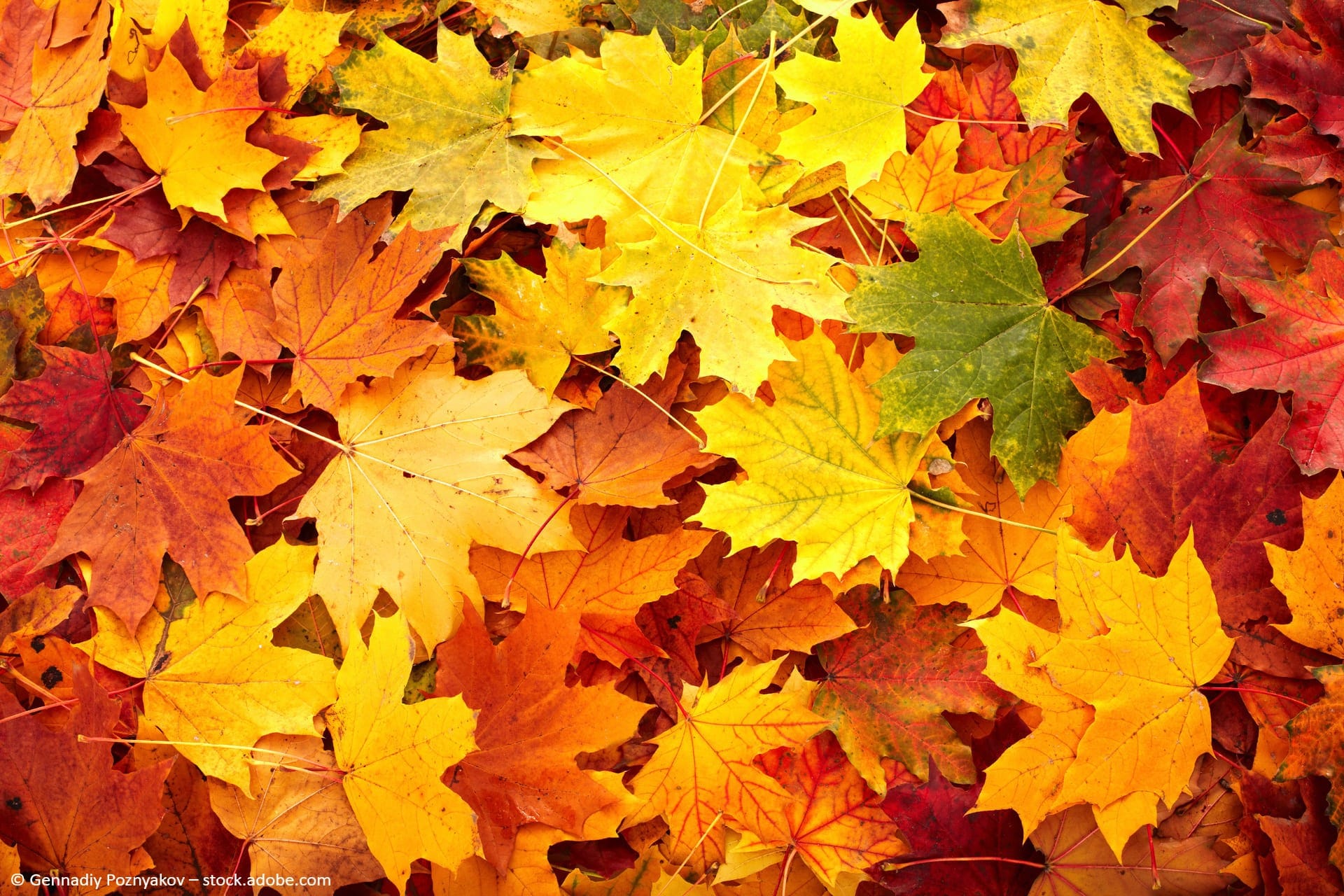 Herbst-Quiz für Kinder