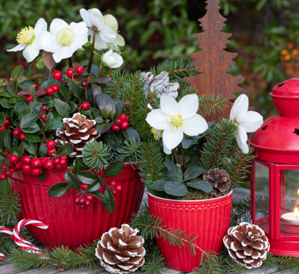Erfahre, ob Christrose und Weihnachtsstern giftig für Kinder sind.