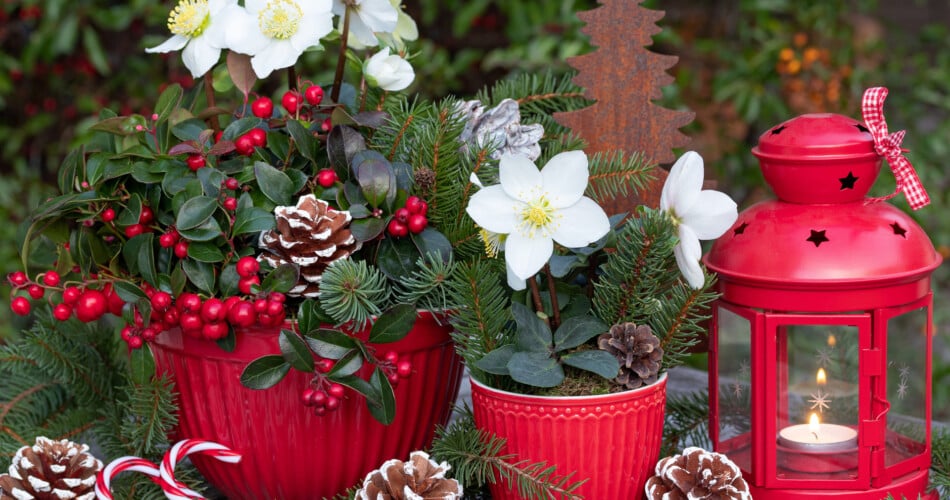 Erfahre, ob Christrose und Weihnachtsstern giftig für Kinder sind.