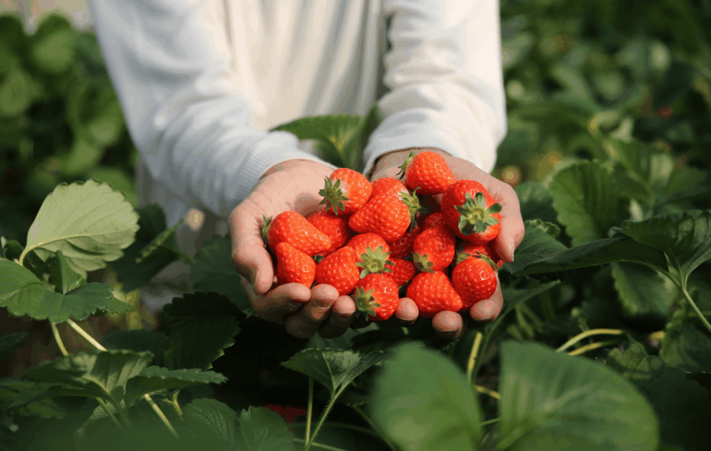 Zwei Hände halten eine reichliche Handvoll frisch geernteter, tiefroter Erdbeeren direkt über den grünen Blättern im Erdbeerbeet.