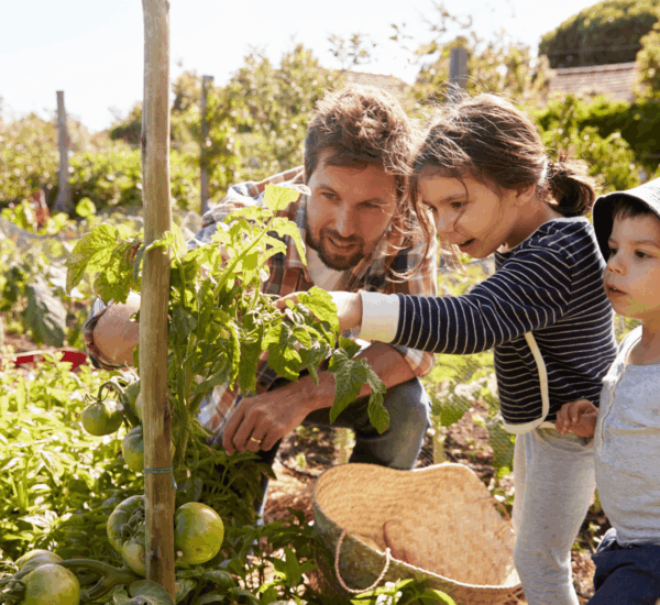 Ein Vater beobachtet mit seinen zwei Kindern neugierig die noch grünen Tomaten an einer Tomatenpflanze im sommerlichen Gemüsegarten.