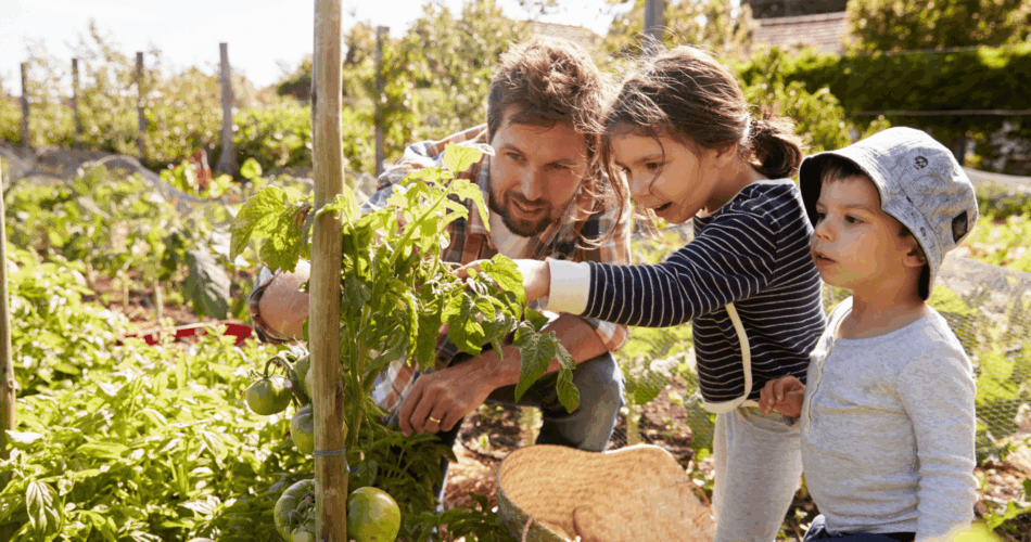 Ein Vater beobachtet mit seinen zwei Kindern neugierig die noch grünen Tomaten an einer Tomatenpflanze im sommerlichen Gemüsegarten.