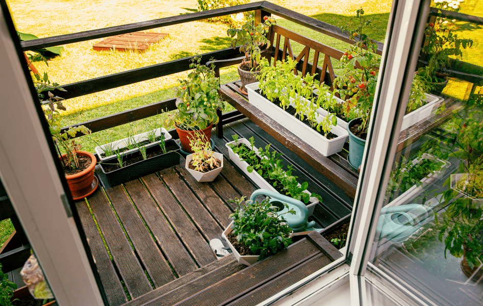 Kr&auml;uter und Gem&uuml;sepflanzen wachsen auf einem sonnigen Balkon