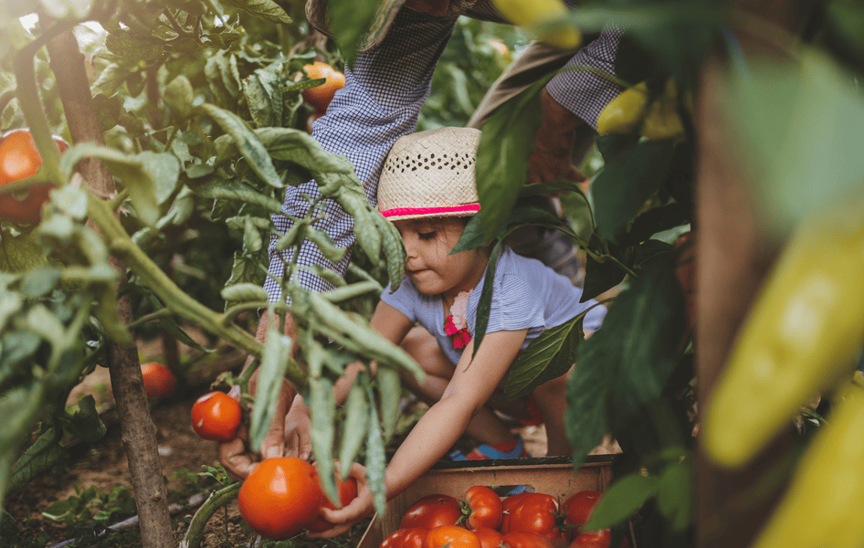 Kind erntet gemeinsam mit dem Gro&szlig;vater reife Tomaten