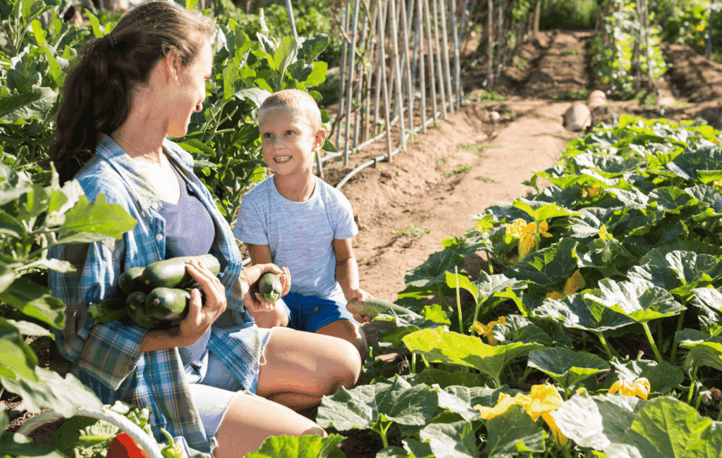 Mutter und Sohn ernten gemeinsam frische Zucchini im Familiengarten