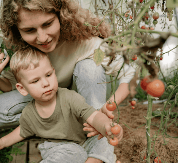 Frau und Kind ernten reife Tomaten beim Gärtnern mit Kindern im Juli