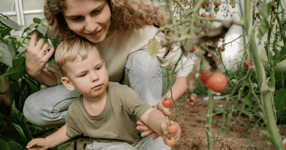 Frau und Kind ernten reife Tomaten beim Gärtnern mit Kindern im Juli