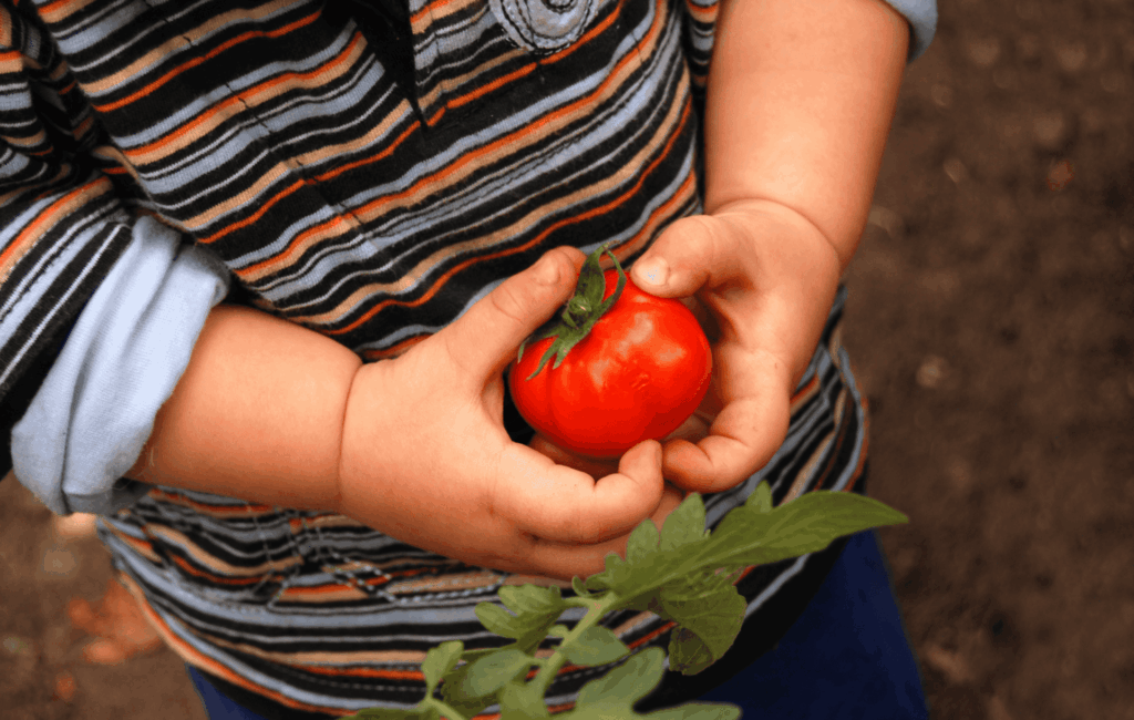 Kleinkind hält eine frisch geerntete Tomate aus dem Familiengarten in den Händen