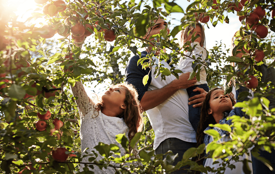 Familie pflückt gemeinsam Äpfel im Herbst