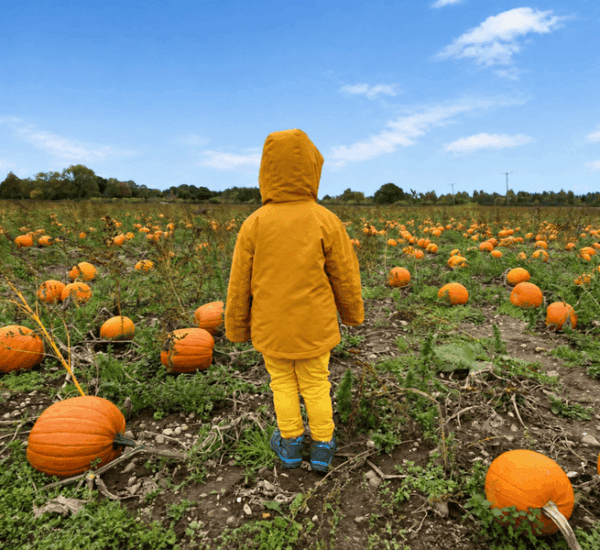 Kind auf einem Kürbisfeld im September