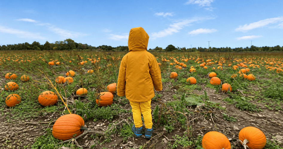 Kind auf einem Kürbisfeld im September